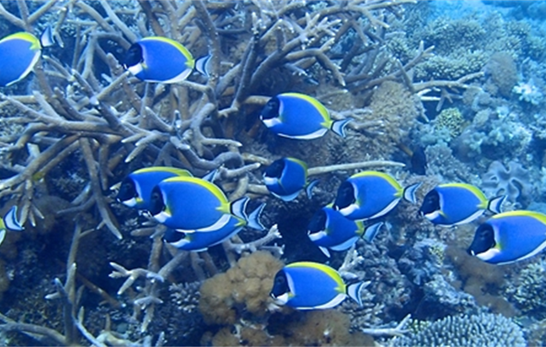 A school of powder blue tang in coral reefs off East Africa. CREDIT: T. McClanahan